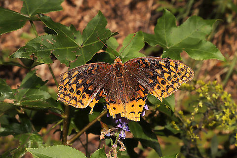 Great Spangled Fritillary (Speyeria cybele) Highly worn butterfly resting on an aster at a dense mixed forest edge. Fall,Geotagged,Great Spangled Fritillary,Speyeria cybele,United States