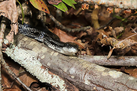 Gray Ratsnake (Pantherophis spiloides) Our resident snake on the hunt near our shed at a disturbed mixed forest edge. Fall,Geotagged,Gray ratsnake,Pantherophis spiloides,United States
