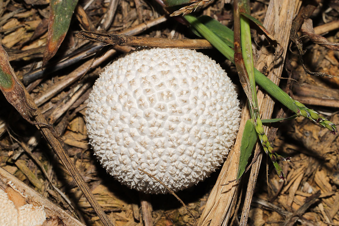 Peeling Puffball (Lycoperdon marginatum) Growing in a grassy area at a disturbed mixed forest edge.<br />
<figure class="photo"><a href="https://www.jungledragon.com/image/102673/peeling_puffball_lycoperdon_marginatum.html" title="Peeling Puffball (Lycoperdon marginatum)"><img src="https://s3.amazonaws.com/media.jungledragon.com/images/3231/102673_thumb.jpg?AWSAccessKeyId=05GMT0V3GWVNE7GGM1R2&Expires=1767225610&Signature=PKGMbv35oGBcAvH2T7pyHQjE0oo%3D" width="200" height="134" alt="Peeling Puffball (Lycoperdon marginatum) Growing in a grassy area at a disturbed mixed forest edge. <br />
https://www.jungledragon.com/image/102672/peeling_puffball_lycoperdon_marginatum.html<br />
https://www.jungledragon.com/image/102671/peeling_puffball_lycoperdon_marginatum.html Fall,Geotagged,Lycoperdon marginatum,Peeling puffball,United States" /></a></figure><br />
<figure class="photo"><a href="https://www.jungledragon.com/image/102672/peeling_puffball_lycoperdon_marginatum.html" title="Peeling Puffball (Lycoperdon marginatum)"><img src="https://s3.amazonaws.com/media.jungledragon.com/images/3231/102672_thumb.jpg?AWSAccessKeyId=05GMT0V3GWVNE7GGM1R2&Expires=1767225610&Signature=Mp0VhsxIw4jXVVvEwy9uyWxNeyA%3D" width="200" height="134" alt="Peeling Puffball (Lycoperdon marginatum) Growing in a grassy area at a disturbed mixed forest edge. <br />
https://www.jungledragon.com/image/102673/peeling_puffball_lycoperdon_marginatum.html<br />
https://www.jungledragon.com/image/102671/peeling_puffball_lycoperdon_marginatum.html Fall,Geotagged,Lycoperdon marginatum,Peeling puffball,United States" /></a></figure> Fall,Geotagged,Lycoperdon marginatum,Peeling puffball,United States