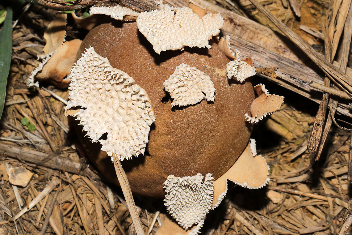 Peeling Puffball (Lycoperdon marginatum) Growing in a grassy area at a disturbed mixed forest edge. <br />
<figure class="photo"><a href="https://www.jungledragon.com/image/102673/peeling_puffball_lycoperdon_marginatum.html" title="Peeling Puffball (Lycoperdon marginatum)"><img src="https://s3.amazonaws.com/media.jungledragon.com/images/3231/102673_thumb.jpg?AWSAccessKeyId=05GMT0V3GWVNE7GGM1R2&Expires=1767225610&Signature=PKGMbv35oGBcAvH2T7pyHQjE0oo%3D" width="200" height="134" alt="Peeling Puffball (Lycoperdon marginatum) Growing in a grassy area at a disturbed mixed forest edge. <br />
https://www.jungledragon.com/image/102672/peeling_puffball_lycoperdon_marginatum.html<br />
https://www.jungledragon.com/image/102671/peeling_puffball_lycoperdon_marginatum.html Fall,Geotagged,Lycoperdon marginatum,Peeling puffball,United States" /></a></figure><br />
<figure class="photo"><a href="https://www.jungledragon.com/image/102671/peeling_puffball_lycoperdon_marginatum.html" title="Peeling Puffball (Lycoperdon marginatum)"><img src="https://s3.amazonaws.com/media.jungledragon.com/images/3231/102671_thumb.jpg?AWSAccessKeyId=05GMT0V3GWVNE7GGM1R2&Expires=1767225610&Signature=PCgBPXh0Uvf43g3wDXhTPv6Z1dM%3D" width="200" height="134" alt="Peeling Puffball (Lycoperdon marginatum) Growing in a grassy area at a disturbed mixed forest edge.<br />
https://www.jungledragon.com/image/102673/peeling_puffball_lycoperdon_marginatum.html<br />
https://www.jungledragon.com/image/102672/peeling_puffball_lycoperdon_marginatum.html Fall,Geotagged,Lycoperdon marginatum,Peeling puffball,United States" /></a></figure> Fall,Geotagged,Lycoperdon marginatum,Peeling puffball,United States