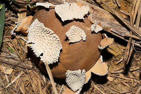 Peeling Puffball (Lycoperdon marginatum) Growing in a grassy area at a disturbed mixed forest edge. 
https://www.jungledragon.com/image/102673/peeling_puffball_lycoperdon_marginatum.html
https://www.jungledragon.com/image/102671/peeling_puffball_lycoperdon_marginatum.html Fall,Geotagged,Lycoperdon marginatum,Peeling puffball,United States