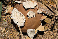 Peeling Puffball (Lycoperdon marginatum) Growing in a grassy area at a disturbed mixed forest edge. <br />
https://www.jungledragon.com/image/102673/peeling_puffball_lycoperdon_marginatum.html<br />
https://www.jungledragon.com/image/102671/peeling_puffball_lycoperdon_marginatum.html Fall,Geotagged,Lycoperdon marginatum,Peeling puffball,United States