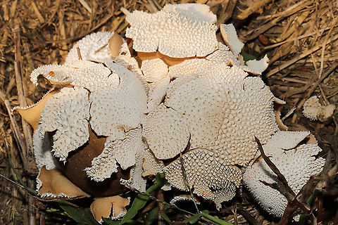 Peeling Puffball (Lycoperdon marginatum) Growing in a grassy area at a disturbed mixed forest edge. 
https://www.jungledragon.com/image/102672/peeling_puffball_lycoperdon_marginatum.html
https://www.jungledragon.com/image/102671/peeling_puffball_lycoperdon_marginatum.html Fall,Geotagged,Lycoperdon marginatum,Peeling puffball,United States