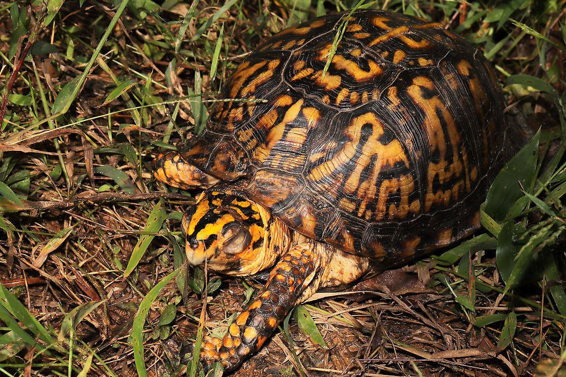 Eastern Box Turtle (Terrapene carolina carolina) This is our neighborhood Eastern box turtle, Shelby. She lives in a drainage ditch/meadowy clearing near the edge of our forest and beside our dirt road. She sleeps in the sunshine in the same spot around the same time every day (sometimes in different positions).  Eastern box turtle,Fall,Geotagged,Terrapene carolina carolina,United States