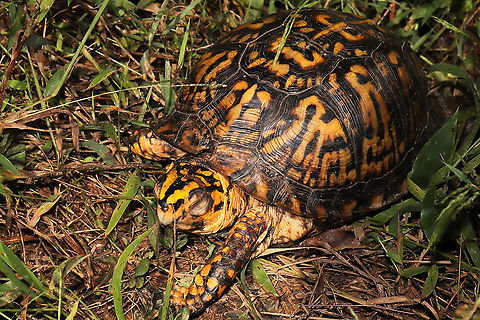 Eastern Box Turtle (Terrapene carolina carolina) This is our neighborhood Eastern box turtle, Shelby. She lives in a drainage ditch/meadowy clearing near the edge of our forest and beside our dirt road. She sleeps in the sunshine in the same spot around the same time every day (sometimes in different positions).  Eastern box turtle,Fall,Geotagged,Terrapene carolina carolina,United States