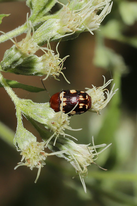 Cryptocephalus badius Small beetle on boneset (Eupatorium sp.) Cryptocephalus badius,Fall,Geotagged,United States