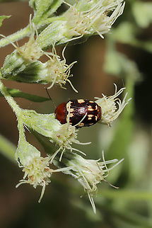 Cryptocephalus badius