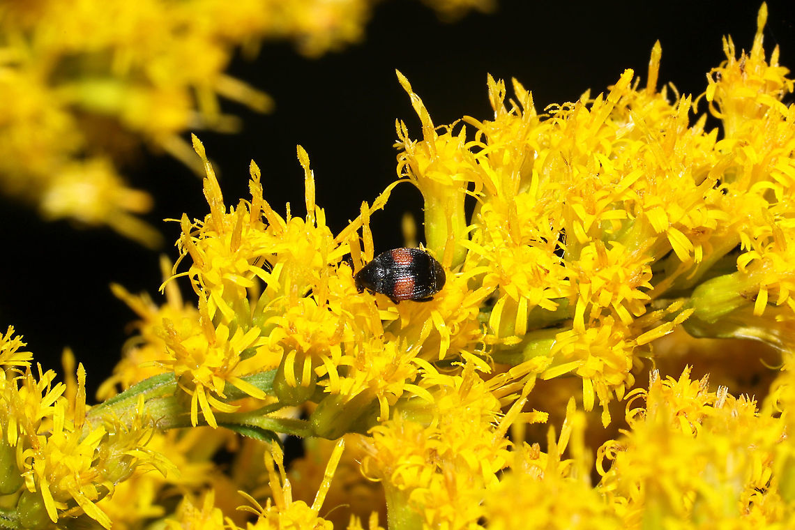 Sennius abbreviatus On Solidago sp. at a road cut near a wetland/woodland.<br />
 Fall,Geotagged,Sennius abbreviatus,United States