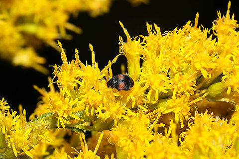 Sennius abbreviatus On Solidago sp. at a road cut near a wetland/woodland.
 Fall,Geotagged,Sennius abbreviatus,United States