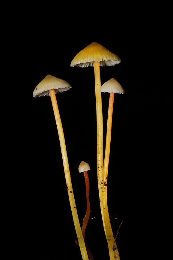 Walnut Mycena (Mycena luteopallens/crocea/Hygrocybe sp.) I&#039;m waiting for a name update on this species. From what I&#039;m hearing.this species may be shifted into the Hygrocybe genus!<br />
Growing in detritus/debris under Carya sp. in a dense mixed forest.<br />
<figure class="photo"><a href="https://www.jungledragon.com/image/102804/walnut_mycena_mycena_luteopallenscroceahygrocybe_sp.html" title="Walnut Mycena (Mycena luteopallens/crocea/Hygrocybe sp.)"><img src="https://s3.amazonaws.com/media.jungledragon.com/images/3231/102804_thumb.jpg?AWSAccessKeyId=05GMT0V3GWVNE7GGM1R2&Expires=1759968010&Signature=LcPFzIrLYlb7osTUbxu4Pu%2BGMqg%3D" width="200" height="134" alt="Walnut Mycena (Mycena luteopallens/crocea/Hygrocybe sp.) I&#039;m waiting for a name update on this species. From what I&#039;m hearing.this species may be shifted into the Hygrocybe genus!<br />
Growing in detritus/debris under Carya sp. in a dense mixed forest. <br />
https://www.jungledragon.com/image/102801/walnut_mycena_mycena_luteopallenscroceahygrocybe_sp.html<br />
https://www.jungledragon.com/image/102802/walnut_mycena_mycena_luteopallenscroceahygrocybe_sp.html<br />
https://www.jungledragon.com/image/102803/walnut_mycena_mycena_luteopallenscroceahygrocybe_sp.html Fall,Geotagged,Mycena crocea,United States" /></a></figure><br />
<figure class="photo"><a href="https://www.jungledragon.com/image/102802/walnut_mycena_mycena_luteopallenscroceahygrocybe_sp.html" title="Walnut Mycena (Mycena luteopallens/crocea/Hygrocybe sp.)"><img src="https://s3.amazonaws.com/media.jungledragon.com/images/3231/102802_thumb.jpg?AWSAccessKeyId=05GMT0V3GWVNE7GGM1R2&Expires=1759968010&Signature=zMNJDNs2EBG%2FNP7z9Tj3p%2BWSQQ0%3D" width="200" height="134" alt="Walnut Mycena (Mycena luteopallens/crocea/Hygrocybe sp.) I&#039;m waiting for a name update on this species. From what I&#039;m hearing.this species may be shifted into the Hygrocybe genus!<br />
Growing in detritus/debris under Carya sp. in a dense mixed forest. <br />
https://www.jungledragon.com/image/102801/walnut_mycena_mycena_luteopallenscroceahygrocybe_sp.html<br />
https://www.jungledragon.com/image/102804/walnut_mycena_mycena_luteopallenscroceahygrocybe_sp.html<br />
https://www.jungledragon.com/image/102803/walnut_mycena_mycena_luteopallenscroceahygrocybe_sp.html Fall,Geotagged,Mycena crocea,United States" /></a></figure><br />
<figure class="photo"><a href="https://www.jungledragon.com/image/102803/walnut_mycena_mycena_luteopallenscroceahygrocybe_sp.html" title="Walnut Mycena (Mycena luteopallens/crocea/Hygrocybe sp.)"><img src="https://s3.amazonaws.com/media.jungledragon.com/images/3231/102803_thumb.jpg?AWSAccessKeyId=05GMT0V3GWVNE7GGM1R2&Expires=1759968010&Signature=gFGywaTL1xtcE%2FnXgbWHDQhOQNg%3D" width="200" height="134" alt="Walnut Mycena (Mycena luteopallens/crocea/Hygrocybe sp.) I&#039;m waiting for a name update on this species. From what I&#039;m hearing.this species may be shifted into the Hygrocybe genus!<br />
Growing in detritus/debris under Carya sp. in a dense mixed forest. <br />
https://www.jungledragon.com/image/102801/walnut_mycena_mycena_luteopallenscroceahygrocybe_sp.html<br />
https://www.jungledragon.com/image/102802/walnut_mycena_mycena_luteopallenscroceahygrocybe_sp.html<br />
https://www.jungledragon.com/image/102804/walnut_mycena_mycena_luteopallenscroceahygrocybe_sp.html Fall,Geotagged,Mycena crocea,United States" /></a></figure> Fall,Geotagged,Mycena crocea,United States