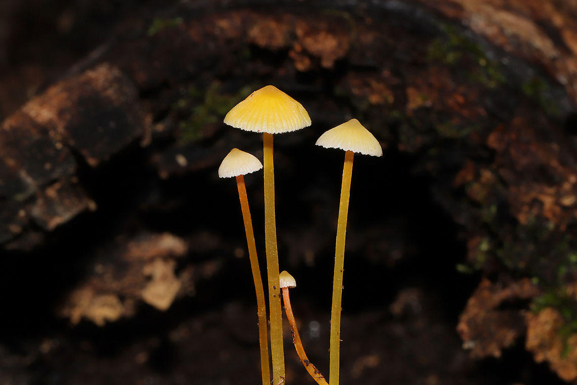 Walnut Mycena (Mycena luteopallens/crocea/Hygrocybe sp.) I&#039;m waiting for a name update on this species. From what I&#039;m hearing.this species may be shifted into the Hygrocybe genus!<br />
Growing in detritus/debris under Carya sp. in a dense mixed forest. <br />
<figure class="photo"><a href="https://www.jungledragon.com/image/102801/walnut_mycena_mycena_luteopallenscroceahygrocybe_sp.html" title="Walnut Mycena (Mycena luteopallens/crocea/Hygrocybe sp.)"><img src="https://s3.amazonaws.com/media.jungledragon.com/images/3231/102801_thumb.jpg?AWSAccessKeyId=05GMT0V3GWVNE7GGM1R2&Expires=1759968010&Signature=1BYbQbyuQRVAxeE9zehpG5IvNh8%3D" width="102" height="152" alt="Walnut Mycena (Mycena luteopallens/crocea/Hygrocybe sp.) I&#039;m waiting for a name update on this species. From what I&#039;m hearing.this species may be shifted into the Hygrocybe genus!<br />
Growing in detritus/debris under Carya sp. in a dense mixed forest.<br />
https://www.jungledragon.com/image/102804/walnut_mycena_mycena_luteopallenscroceahygrocybe_sp.html<br />
https://www.jungledragon.com/image/102802/walnut_mycena_mycena_luteopallenscroceahygrocybe_sp.html<br />
https://www.jungledragon.com/image/102803/walnut_mycena_mycena_luteopallenscroceahygrocybe_sp.html Fall,Geotagged,Mycena crocea,United States" /></a></figure><br />
<figure class="photo"><a href="https://www.jungledragon.com/image/102804/walnut_mycena_mycena_luteopallenscroceahygrocybe_sp.html" title="Walnut Mycena (Mycena luteopallens/crocea/Hygrocybe sp.)"><img src="https://s3.amazonaws.com/media.jungledragon.com/images/3231/102804_thumb.jpg?AWSAccessKeyId=05GMT0V3GWVNE7GGM1R2&Expires=1759968010&Signature=LcPFzIrLYlb7osTUbxu4Pu%2BGMqg%3D" width="200" height="134" alt="Walnut Mycena (Mycena luteopallens/crocea/Hygrocybe sp.) I&#039;m waiting for a name update on this species. From what I&#039;m hearing.this species may be shifted into the Hygrocybe genus!<br />
Growing in detritus/debris under Carya sp. in a dense mixed forest. <br />
https://www.jungledragon.com/image/102801/walnut_mycena_mycena_luteopallenscroceahygrocybe_sp.html<br />
https://www.jungledragon.com/image/102802/walnut_mycena_mycena_luteopallenscroceahygrocybe_sp.html<br />
https://www.jungledragon.com/image/102803/walnut_mycena_mycena_luteopallenscroceahygrocybe_sp.html Fall,Geotagged,Mycena crocea,United States" /></a></figure><br />
<figure class="photo"><a href="https://www.jungledragon.com/image/102803/walnut_mycena_mycena_luteopallenscroceahygrocybe_sp.html" title="Walnut Mycena (Mycena luteopallens/crocea/Hygrocybe sp.)"><img src="https://s3.amazonaws.com/media.jungledragon.com/images/3231/102803_thumb.jpg?AWSAccessKeyId=05GMT0V3GWVNE7GGM1R2&Expires=1759968010&Signature=gFGywaTL1xtcE%2FnXgbWHDQhOQNg%3D" width="200" height="134" alt="Walnut Mycena (Mycena luteopallens/crocea/Hygrocybe sp.) I&#039;m waiting for a name update on this species. From what I&#039;m hearing.this species may be shifted into the Hygrocybe genus!<br />
Growing in detritus/debris under Carya sp. in a dense mixed forest. <br />
https://www.jungledragon.com/image/102801/walnut_mycena_mycena_luteopallenscroceahygrocybe_sp.html<br />
https://www.jungledragon.com/image/102802/walnut_mycena_mycena_luteopallenscroceahygrocybe_sp.html<br />
https://www.jungledragon.com/image/102804/walnut_mycena_mycena_luteopallenscroceahygrocybe_sp.html Fall,Geotagged,Mycena crocea,United States" /></a></figure> Fall,Geotagged,Mycena crocea,United States