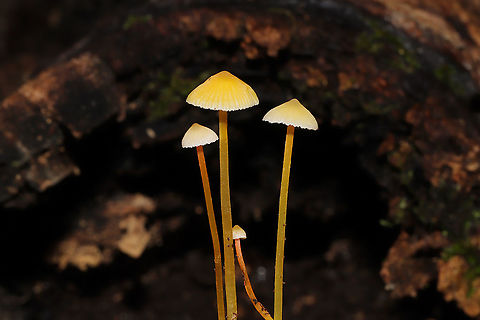 Walnut Mycena (Mycena luteopallens/crocea/Hygrocybe sp.) I'm waiting for a name update on this species. From what I'm hearing.this species may be shifted into the Hygrocybe genus!
Growing in detritus/debris under Carya sp. in a dense mixed forest. 
https://www.jungledragon.com/image/102801/walnut_mycena_mycena_luteopallenscroceahygrocybe_sp.html
https://www.jungledragon.com/image/102804/walnut_mycena_mycena_luteopallenscroceahygrocybe_sp.html
https://www.jungledragon.com/image/102803/walnut_mycena_mycena_luteopallenscroceahygrocybe_sp.html Fall,Geotagged,Mycena crocea,United States