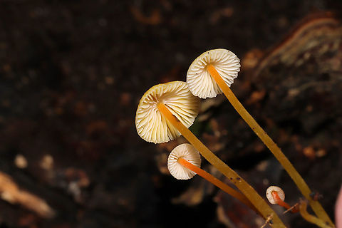 Walnut Mycena (Mycena luteopallens/crocea/Hygrocybe sp.) I'm waiting for a name update on this species. From what I'm hearing.this species may be shifted into the Hygrocybe genus!
Growing in detritus/debris under Carya sp. in a dense mixed forest. 
https://www.jungledragon.com/image/102801/walnut_mycena_mycena_luteopallenscroceahygrocybe_sp.html
https://www.jungledragon.com/image/102802/walnut_mycena_mycena_luteopallenscroceahygrocybe_sp.html
https://www.jungledragon.com/image/102804/walnut_mycena_mycena_luteopallenscroceahygrocybe_sp.html Fall,Geotagged,Mycena crocea,United States