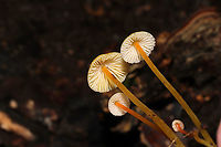 Walnut Mycena (Mycena luteopallens/crocea/Hygrocybe sp.) I'm waiting for a name update on this species. From what I'm hearing.this species may be shifted into the Hygrocybe genus!<br />
Growing in detritus/debris under Carya sp. in a dense mixed forest. <br />
https://www.jungledragon.com/image/102801/walnut_mycena_mycena_luteopallenscroceahygrocybe_sp.html<br />
https://www.jungledragon.com/image/102802/walnut_mycena_mycena_luteopallenscroceahygrocybe_sp.html<br />
https://www.jungledragon.com/image/102804/walnut_mycena_mycena_luteopallenscroceahygrocybe_sp.html Fall,Geotagged,Mycena crocea,United States