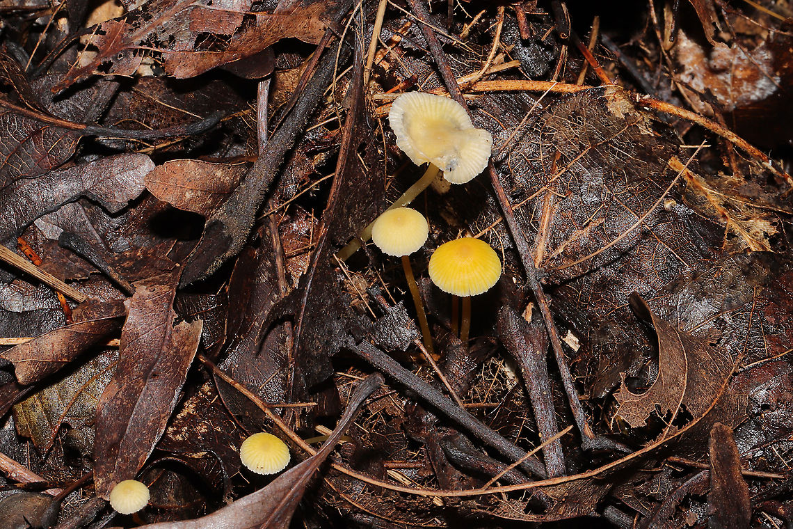 Walnut Mycena (Mycena luteopallens/crocea/Hygrocybe sp.) I&#039;m waiting for a name update on this species. From what I&#039;m hearing.this species may be shifted into the Hygrocybe genus!<br />
Growing in detritus/debris under Carya sp. in a dense mixed forest. <br />
<figure class="photo"><a href="https://www.jungledragon.com/image/102801/walnut_mycena_mycena_luteopallenscroceahygrocybe_sp.html" title="Walnut Mycena (Mycena luteopallens/crocea/Hygrocybe sp.)"><img src="https://s3.amazonaws.com/media.jungledragon.com/images/3231/102801_thumb.jpg?AWSAccessKeyId=05GMT0V3GWVNE7GGM1R2&Expires=1759968010&Signature=1BYbQbyuQRVAxeE9zehpG5IvNh8%3D" width="102" height="152" alt="Walnut Mycena (Mycena luteopallens/crocea/Hygrocybe sp.) I&#039;m waiting for a name update on this species. From what I&#039;m hearing.this species may be shifted into the Hygrocybe genus!<br />
Growing in detritus/debris under Carya sp. in a dense mixed forest.<br />
https://www.jungledragon.com/image/102804/walnut_mycena_mycena_luteopallenscroceahygrocybe_sp.html<br />
https://www.jungledragon.com/image/102802/walnut_mycena_mycena_luteopallenscroceahygrocybe_sp.html<br />
https://www.jungledragon.com/image/102803/walnut_mycena_mycena_luteopallenscroceahygrocybe_sp.html Fall,Geotagged,Mycena crocea,United States" /></a></figure><br />
<figure class="photo"><a href="https://www.jungledragon.com/image/102802/walnut_mycena_mycena_luteopallenscroceahygrocybe_sp.html" title="Walnut Mycena (Mycena luteopallens/crocea/Hygrocybe sp.)"><img src="https://s3.amazonaws.com/media.jungledragon.com/images/3231/102802_thumb.jpg?AWSAccessKeyId=05GMT0V3GWVNE7GGM1R2&Expires=1759968010&Signature=zMNJDNs2EBG%2FNP7z9Tj3p%2BWSQQ0%3D" width="200" height="134" alt="Walnut Mycena (Mycena luteopallens/crocea/Hygrocybe sp.) I&#039;m waiting for a name update on this species. From what I&#039;m hearing.this species may be shifted into the Hygrocybe genus!<br />
Growing in detritus/debris under Carya sp. in a dense mixed forest. <br />
https://www.jungledragon.com/image/102801/walnut_mycena_mycena_luteopallenscroceahygrocybe_sp.html<br />
https://www.jungledragon.com/image/102804/walnut_mycena_mycena_luteopallenscroceahygrocybe_sp.html<br />
https://www.jungledragon.com/image/102803/walnut_mycena_mycena_luteopallenscroceahygrocybe_sp.html Fall,Geotagged,Mycena crocea,United States" /></a></figure><br />
<figure class="photo"><a href="https://www.jungledragon.com/image/102803/walnut_mycena_mycena_luteopallenscroceahygrocybe_sp.html" title="Walnut Mycena (Mycena luteopallens/crocea/Hygrocybe sp.)"><img src="https://s3.amazonaws.com/media.jungledragon.com/images/3231/102803_thumb.jpg?AWSAccessKeyId=05GMT0V3GWVNE7GGM1R2&Expires=1759968010&Signature=gFGywaTL1xtcE%2FnXgbWHDQhOQNg%3D" width="200" height="134" alt="Walnut Mycena (Mycena luteopallens/crocea/Hygrocybe sp.) I&#039;m waiting for a name update on this species. From what I&#039;m hearing.this species may be shifted into the Hygrocybe genus!<br />
Growing in detritus/debris under Carya sp. in a dense mixed forest. <br />
https://www.jungledragon.com/image/102801/walnut_mycena_mycena_luteopallenscroceahygrocybe_sp.html<br />
https://www.jungledragon.com/image/102802/walnut_mycena_mycena_luteopallenscroceahygrocybe_sp.html<br />
https://www.jungledragon.com/image/102804/walnut_mycena_mycena_luteopallenscroceahygrocybe_sp.html Fall,Geotagged,Mycena crocea,United States" /></a></figure> Fall,Geotagged,Mycena crocea,United States