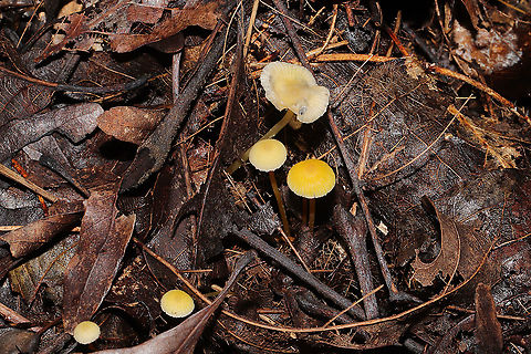 Walnut Mycena (Mycena luteopallens/crocea/Hygrocybe sp.) I'm waiting for a name update on this species. From what I'm hearing.this species may be shifted into the Hygrocybe genus!
Growing in detritus/debris under Carya sp. in a dense mixed forest. 
https://www.jungledragon.com/image/102801/walnut_mycena_mycena_luteopallenscroceahygrocybe_sp.html
https://www.jungledragon.com/image/102802/walnut_mycena_mycena_luteopallenscroceahygrocybe_sp.html
https://www.jungledragon.com/image/102803/walnut_mycena_mycena_luteopallenscroceahygrocybe_sp.html Fall,Geotagged,Mycena crocea,United States