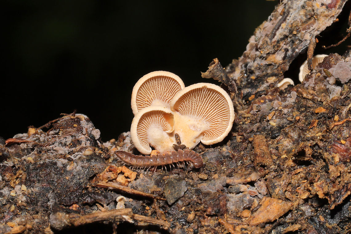 Luminescent Panellus (Panellus stipticus) Growing on a fallen hardwood branch at a dense mixed forest edge. Bitter oyster,Fall,Geotagged,Panellus stipticus,United States
