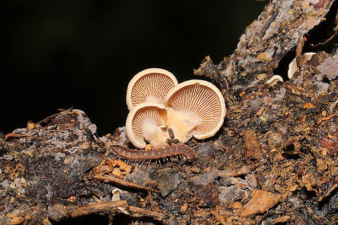 Luminescent Panellus (Panellus stipticus) Growing on a fallen hardwood branch at a dense mixed forest edge. Bitter oyster,Fall,Geotagged,Panellus stipticus,United States