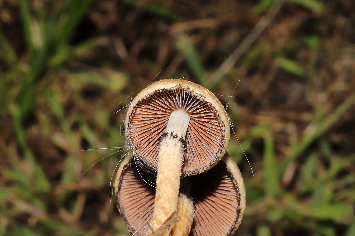 Weeping Widow (Lacrymaria lacrymabunda) Growing on a chert driveway at a disturbed forest edge.<br />
<figure class="photo"><a href="https://www.jungledragon.com/image/102807/weeping_widow_lacrymaria_lacrymabunda.html" title="Weeping Widow (Lacrymaria lacrymabunda)"><img src="https://s3.amazonaws.com/media.jungledragon.com/images/3231/102807_thumb.jpg?AWSAccessKeyId=05GMT0V3GWVNE7GGM1R2&Expires=1767225610&Signature=xXN4aFQGHULxHSJ9eaOokpR%2BP%2FM%3D" width="200" height="134" alt="Weeping Widow (Lacrymaria lacrymabunda) Growing on a chert driveway at a disturbed forest edge. <br />
https://www.jungledragon.com/image/102806/weeping_widow_lacrymaria_lacrymabunda.html Fall,Geotagged,Lacrymaria lacrymabunda,United States" /></a></figure> Fall,Geotagged,Lacrymaria lacrymabunda,United States