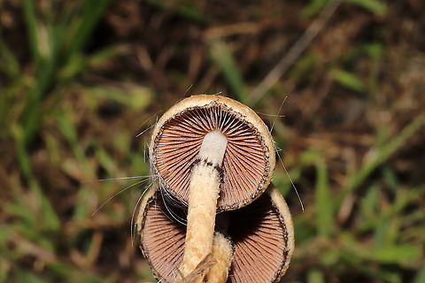 Weeping Widow (Lacrymaria lacrymabunda) Growing on a chert driveway at a disturbed forest edge.
https://www.jungledragon.com/image/102807/weeping_widow_lacrymaria_lacrymabunda.html Fall,Geotagged,Lacrymaria lacrymabunda,United States