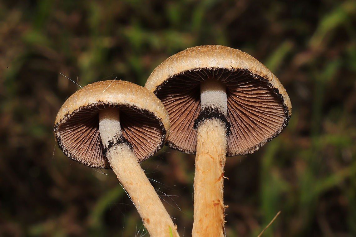 Weeping Widow (Lacrymaria lacrymabunda) Growing on a chert driveway at a disturbed forest edge. <br />
<figure class="photo"><a href="https://www.jungledragon.com/image/102806/weeping_widow_lacrymaria_lacrymabunda.html" title="Weeping Widow (Lacrymaria lacrymabunda)"><img src="https://s3.amazonaws.com/media.jungledragon.com/images/3231/102806_thumb.jpg?AWSAccessKeyId=05GMT0V3GWVNE7GGM1R2&Expires=1767225610&Signature=VCzNDW7qJpNyr37buzsrF5cQWdA%3D" width="200" height="134" alt="Weeping Widow (Lacrymaria lacrymabunda) Growing on a chert driveway at a disturbed forest edge.<br />
https://www.jungledragon.com/image/102807/weeping_widow_lacrymaria_lacrymabunda.html Fall,Geotagged,Lacrymaria lacrymabunda,United States" /></a></figure> Fall,Geotagged,Lacrymaria lacrymabunda,United States