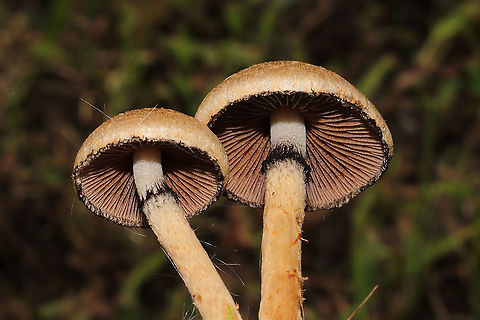 Weeping Widow (Lacrymaria lacrymabunda) Growing on a chert driveway at a disturbed forest edge. 
https://www.jungledragon.com/image/102806/weeping_widow_lacrymaria_lacrymabunda.html Fall,Geotagged,Lacrymaria lacrymabunda,United States