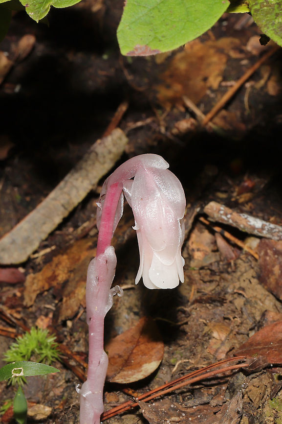 Ghost Pipe (Monotropa uniflora) In a dense mixed forest understory.<br />
<br />
Monotropa uniflora is a mycoheterotrophic, nonphotosynthetic plant. It is unable to produce its own energy via photosynthesis, so it turns to fungi (it has a preference for Russula) which are mycorrhizal with trees. Being nonphotosynthetic might at first appear to give the plant a disadvantage, but as a result, M. uniflora is capable of growing in dense understories with lower light and higher mulch levels--habitats that are not suited for autotrophic plants Fall,Geotagged,Ghost Plant,Monotropa uniflora,United States