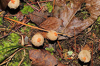 Calostoma ravenelii No noted collar remnants, so I'm guessing C. ravenelii on these? Growing on a dense mixed forested trail.<br />
https://www.jungledragon.com/image/102846/calostoma_ravenelii.html Calostoma ravenelii,Fall,Geotagged,United States