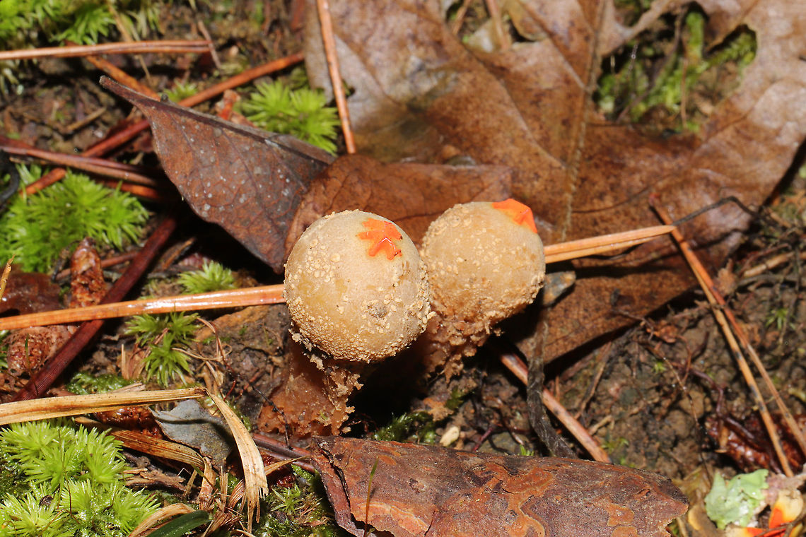 Calostoma ravenelii? No noted collar remnants, so I'm guessing C. ravenelii on these? Growing on a dense mixed forested trail. <br />
<figure class="photo"><a href="https://www.jungledragon.com/image/102845/calostoma_ravenelii.html" title="Calostoma ravenelii"><img src="https://s3.amazonaws.com/media.jungledragon.com/images/3231/102845_thumb.jpg?AWSAccessKeyId=05GMT0V3GWVNE7GGM1R2&Expires=1770854410&Signature=aXZCYgbBZufka7DCHO%2F0p2ZANP4%3D" width="200" height="134" alt="Calostoma ravenelii No noted collar remnants, so I'm guessing C. ravenelii on these? Growing on a dense mixed forested trail.<br />
https://www.jungledragon.com/image/102846/calostoma_ravenelii.html Calostoma ravenelii,Fall,Geotagged,United States" /></a></figure> Calostoma ravenelii,Fall,Geotagged,United States