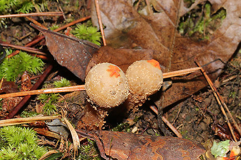 Calostoma ravenelii? No noted collar remnants, so I'm guessing C. ravenelii on these? Growing on a dense mixed forested trail. 
https://www.jungledragon.com/image/102845/calostoma_ravenelii.html Calostoma ravenelii,Fall,Geotagged,United States