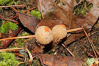 Calostoma ravenelii? No noted collar remnants, so I'm guessing C. ravenelii on these? Growing on a dense mixed forested trail. <br />
https://www.jungledragon.com/image/102845/calostoma_ravenelii.html Calostoma ravenelii,Fall,Geotagged,United States
