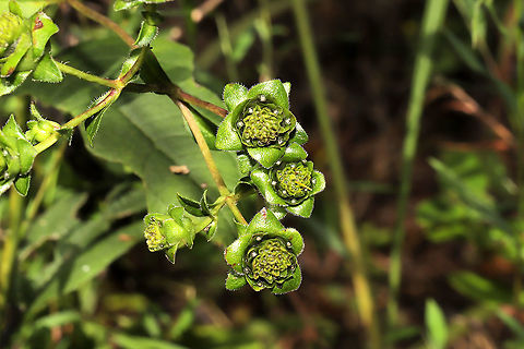 Kidney-leaf Rosinweed (Silphium compositum) At a dense mixed forest edge/roadside. Fall,Geotagged,Kidney-leaf Rosinweed,Silphium compositum,United States