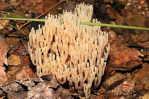 Crown Tipped Coral Fungus (Artomyces pyxidatus) Growing on chert (on a covered root?) below mostly oak and hickory trees. At a dense mixed forest edge.
https://www.jungledragon.com/image/103106/crown_tipped_coral_fungus_artomyces_pyxidatus.html Artomyces pyxidatus,Fall,Geotagged,United States