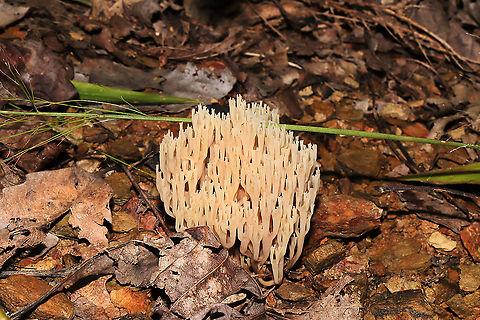 Crown Tipped Coral Fungus (Artomyces pyxidatus) Growing on chert (on a covered root?) below mostly oak and hickory trees. At a dense mixed forest edge. 
https://www.jungledragon.com/image/103105/crown_tipped_coral_fungus_artomyces_pyxidatus.html Artomyces pyxidatus,Crown-Tipped Coral Fungus,Fall,Geotagged,United States
