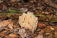Crown Tipped Coral Fungus (Artomyces pyxidatus) Growing on chert (on a covered root?) below mostly oak and hickory trees. At a dense mixed forest edge. <br />
https://www.jungledragon.com/image/103105/crown_tipped_coral_fungus_artomyces_pyxidatus.html Artomyces pyxidatus,Crown-Tipped Coral Fungus,Fall,Geotagged,United States