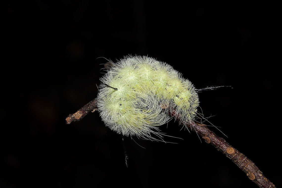 American Dagger Larva (Acronicta americana) On a stick on a dense mixed forest trail.<br />
<figure class="photo"><a href="https://www.jungledragon.com/image/103109/american_dagger_larva_acronicta_americana.html" title="American Dagger Larva (Acronicta americana)"><img src="https://s3.amazonaws.com/media.jungledragon.com/images/3231/103109_thumb.jpg?AWSAccessKeyId=05GMT0V3GWVNE7GGM1R2&Expires=1769040010&Signature=Bgxp2UH0GvWAjoe3GoRGk9Ki05s%3D" width="200" height="134" alt="American Dagger Larva (Acronicta americana) On a stick on a dense mixed forest trail.<br />
https://www.jungledragon.com/image/103108/american_dagger_larva_acronicta_americana.html Acronicta americana,American Dagger Moth,Fall,Geotagged,United States" /></a></figure> Acronicta americana,American Dagger Moth,Fall,Geotagged,United States