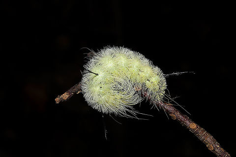 American Dagger Larva (Acronicta americana) On a stick on a dense mixed forest trail.
https://www.jungledragon.com/image/103109/american_dagger_larva_acronicta_americana.html Acronicta americana,American Dagger Moth,Fall,Geotagged,United States