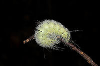 American Dagger Larva (Acronicta americana) On a stick on a dense mixed forest trail.<br />
https://www.jungledragon.com/image/103109/american_dagger_larva_acronicta_americana.html Acronicta americana,American Dagger Moth,Fall,Geotagged,United States