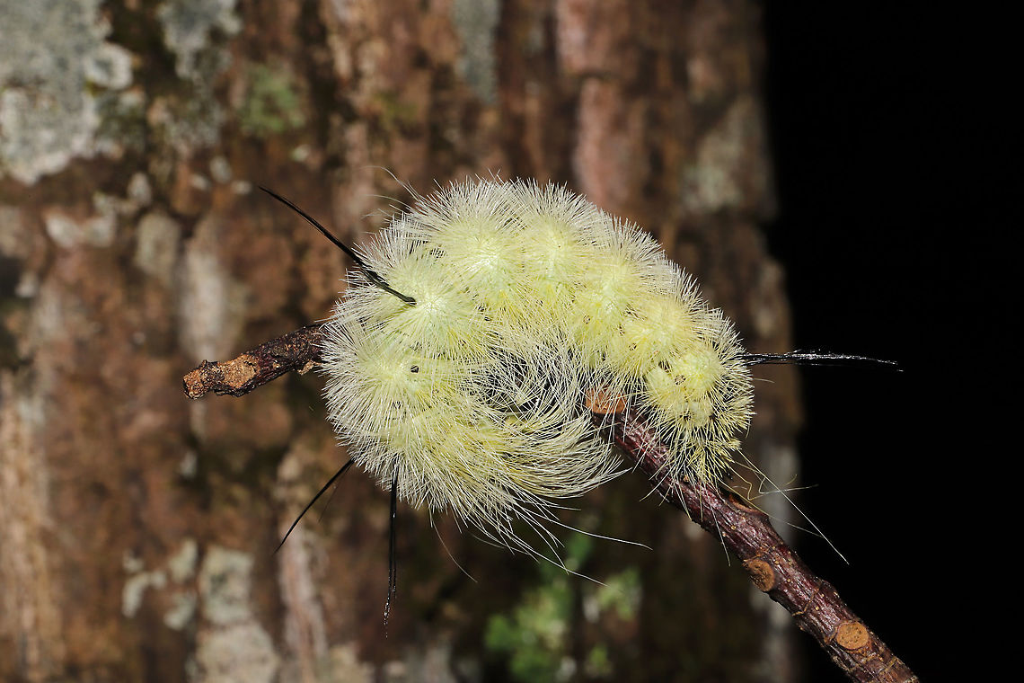 American Dagger Larva (Acronicta americana) On a stick on a dense mixed forest trail.<br />
<figure class="photo"><a href="https://www.jungledragon.com/image/103108/american_dagger_larva_acronicta_americana.html" title="American Dagger Larva (Acronicta americana)"><img src="https://s3.amazonaws.com/media.jungledragon.com/images/3231/103108_thumb.jpg?AWSAccessKeyId=05GMT0V3GWVNE7GGM1R2&Expires=1769040010&Signature=BusPu9Y%2BmWU0tTv1euyF6h1za1g%3D" width="200" height="134" alt="American Dagger Larva (Acronicta americana) On a stick on a dense mixed forest trail.<br />
https://www.jungledragon.com/image/103109/american_dagger_larva_acronicta_americana.html Acronicta americana,American Dagger Moth,Fall,Geotagged,United States" /></a></figure> Acronicta americana,American Dagger Moth,Fall,Geotagged,United States
