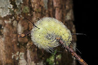 American Dagger Larva (Acronicta americana) On a stick on a dense mixed forest trail.<br />
https://www.jungledragon.com/image/103108/american_dagger_larva_acronicta_americana.html Acronicta americana,American Dagger Moth,Fall,Geotagged,United States