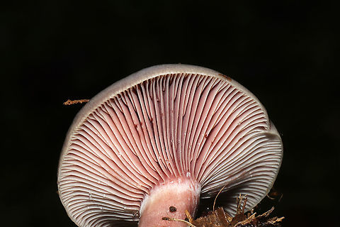 Lactarius paradoxus Growing in a mossy valley clearing near a forest edge.
https://www.jungledragon.com/image/103118/lactarius_paradoxus.html Fall,Geotagged,Lactarius paradoxus,United States