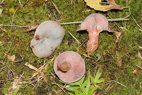 Lactarius paradoxus Growing in a mossy valley clearing near a forest edge. 
https://www.jungledragon.com/image/103117/lactarius_paradoxus.html Fall,Geotagged,Lactarius paradoxus,United States