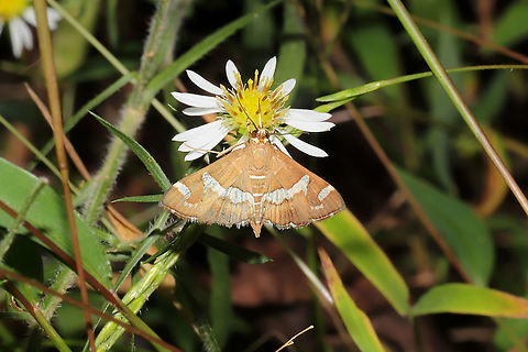 Hawaiian Beet Webworm Moth (Spoladea recurvalis) At a dense mixed forest edge. Excuse the subpar shot! Fall,Geotagged,Hawaiian Beet Webworm,Spoladea recurvalis,United States