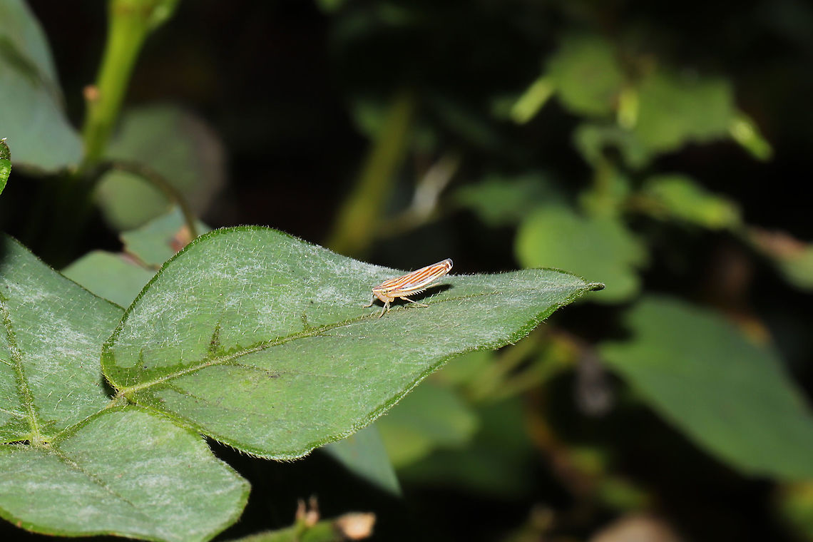 Yellow-striped Leafhopper (Sibovia occatoria)-Brown form At a dense mixed forest edge. Fall,Geotagged,Sibovia occatoria,United States,Yellow-striped Leafhopper