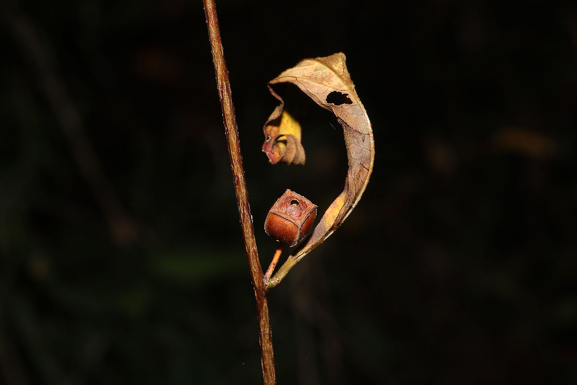 Seedbox (Ludwigia alternifolia) --seed head At a dense mixed forest edge. Fall,Geotagged,Ludwigia alternifolia,Rattlebox,United States