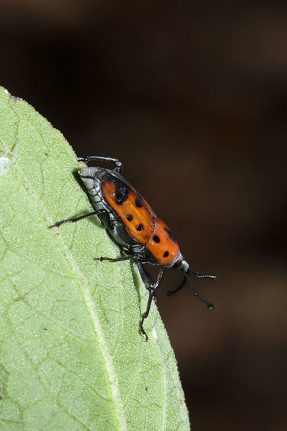Cocklebur Weevil (Rhodobaenus quinquepunctatus) I spent all summer hoping to see one of these on my cocklebur plants, and I ended up seeing it for the first time on Pluchea camphorata!<br />
<figure class="photo"><a href="https://www.jungledragon.com/image/103272/cocklebur_weevil_rhodobaenus_quinquepunctatus.html" title="Cocklebur Weevil (Rhodobaenus quinquepunctatus)"><img src="https://s3.amazonaws.com/media.jungledragon.com/images/3231/103272_thumb.jpg?AWSAccessKeyId=05GMT0V3GWVNE7GGM1R2&Expires=1759968010&Signature=UQoDt3DVww8pLhHrXQ0xrsxRNXg%3D" width="102" height="152" alt="Cocklebur Weevil (Rhodobaenus quinquepunctatus) I spent all summer hoping to see one of these on my cocklebur plants, and I ended up seeing it for the first time on Pluchea camphorata! <br />
https://www.jungledragon.com/image/103271/cocklebur_weevil_rhodobaenus_quinquepunctatus.html Cocklebur Weevil,Fall,Geotagged,Rhodobaenus quinquepunctatus,United States" /></a></figure> Cocklebur Weevil,Fall,Geotagged,Rhodobaenus quinquepunctatus,United States
