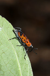 Cocklebur Weevil (Rhodobaenus quinquepunctatus) I spent all summer hoping to see one of these on my cocklebur plants, and I ended up seeing it for the first time on Pluchea camphorata!
https://www.jungledragon.com/image/103272/cocklebur_weevil_rhodobaenus_quinquepunctatus.html Cocklebur Weevil,Fall,Geotagged,Rhodobaenus quinquepunctatus,United States