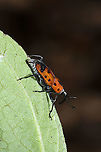 Cocklebur Weevil (Rhodobaenus quinquepunctatus) I spent all summer hoping to see one of these on my cocklebur plants, and I ended up seeing it for the first time on Pluchea camphorata!<br />
https://www.jungledragon.com/image/103272/cocklebur_weevil_rhodobaenus_quinquepunctatus.html Cocklebur Weevil,Fall,Geotagged,Rhodobaenus quinquepunctatus,United States