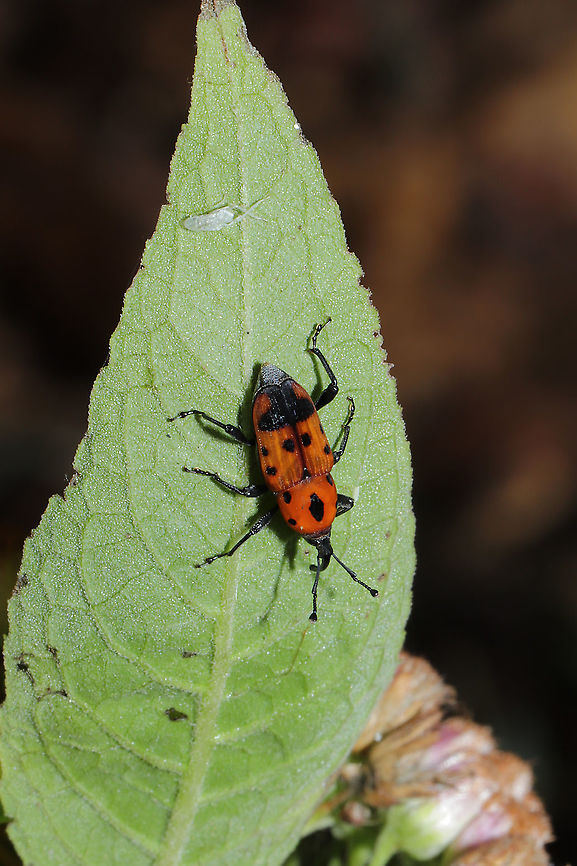 Cocklebur Weevil (Rhodobaenus quinquepunctatus) I spent all summer hoping to see one of these on my cocklebur plants, and I ended up seeing it for the first time on Pluchea camphorata! <br />
<figure class="photo"><a href="https://www.jungledragon.com/image/103271/cocklebur_weevil_rhodobaenus_quinquepunctatus.html" title="Cocklebur Weevil (Rhodobaenus quinquepunctatus)"><img src="https://s3.amazonaws.com/media.jungledragon.com/images/3231/103271_thumb.jpg?AWSAccessKeyId=05GMT0V3GWVNE7GGM1R2&Expires=1759968010&Signature=%2Fs1EJrla4gzLIpm62ECdnkTJAXU%3D" width="102" height="152" alt="Cocklebur Weevil (Rhodobaenus quinquepunctatus) I spent all summer hoping to see one of these on my cocklebur plants, and I ended up seeing it for the first time on Pluchea camphorata!<br />
https://www.jungledragon.com/image/103272/cocklebur_weevil_rhodobaenus_quinquepunctatus.html Cocklebur Weevil,Fall,Geotagged,Rhodobaenus quinquepunctatus,United States" /></a></figure> Cocklebur Weevil,Fall,Geotagged,Rhodobaenus quinquepunctatus,United States