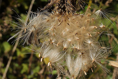 Tall Thistle (Cirsium altissimum) - gone to seed Gone to seed at the edge of a dense mixed forest. 
https://www.jungledragon.com/image/103311/tall_thistle_cirsium_altissimum_-_gone_to_seed.html Cirsium altissimum,Fall,Geotagged,Tall thistle,United States